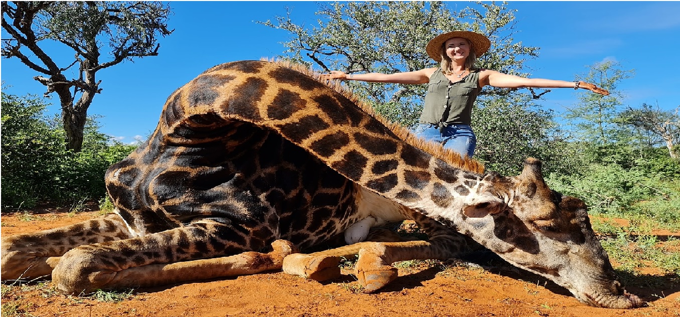 No le bastó matar a la jirafa: mujer posa con el corazón del animal || FOTOS