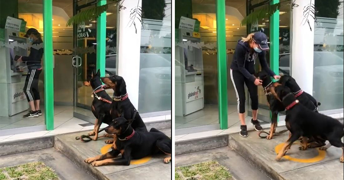 Mujer va al banco con sus perros y se vuelve viral || VIDEO