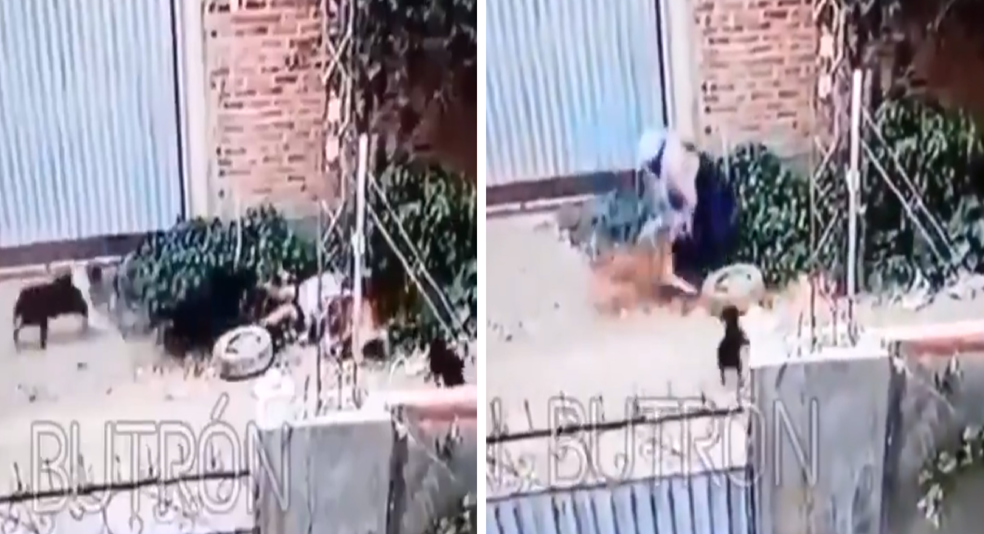 Señora es atacada por jauría de perros || VIDEO
