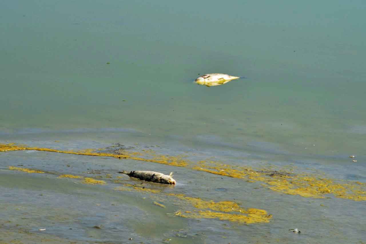 Edomex fotografía de peces muertos de la laguna de ojuelos de zinacantepec