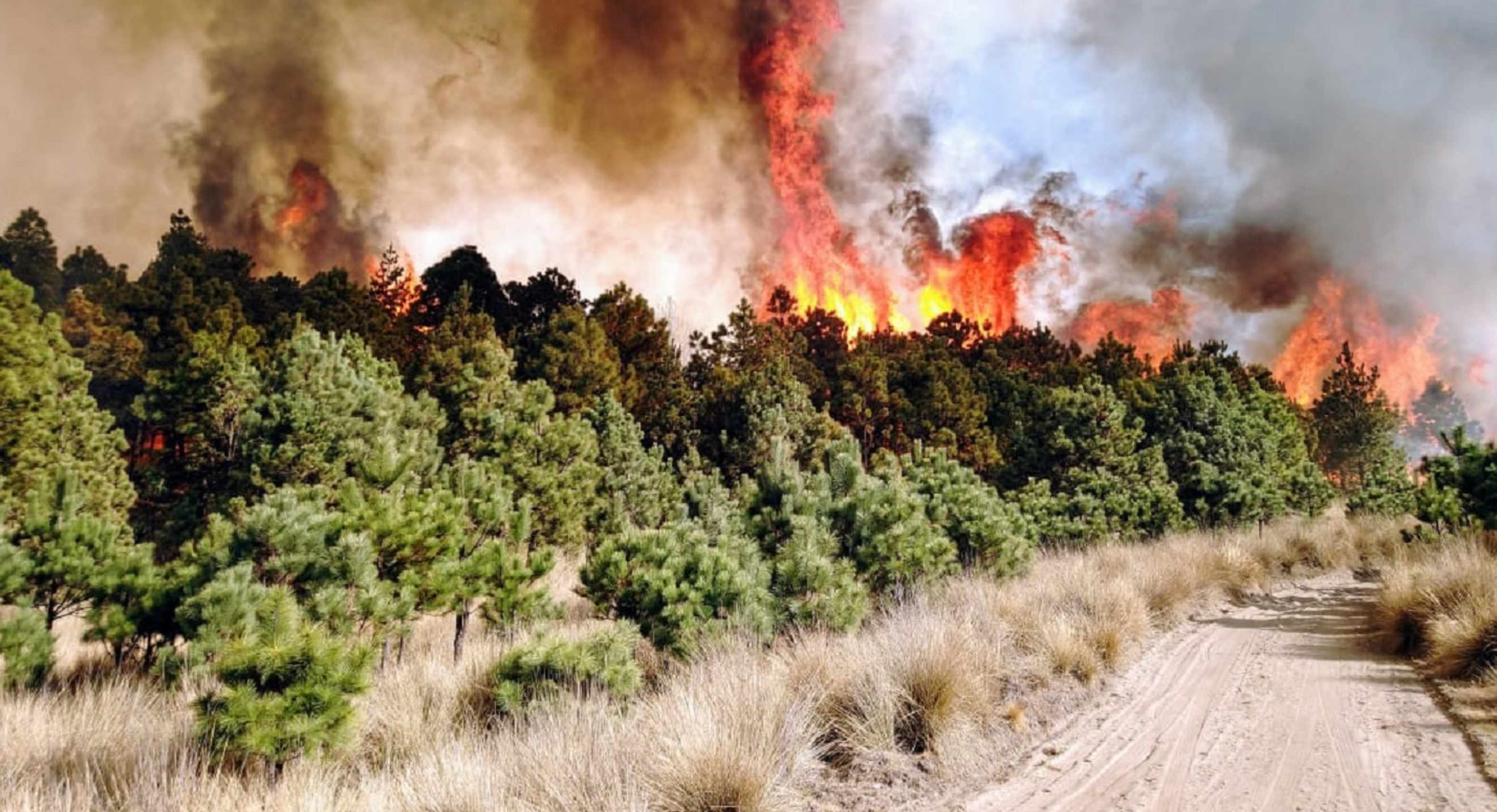 447 incendios forestales a principios de 2021