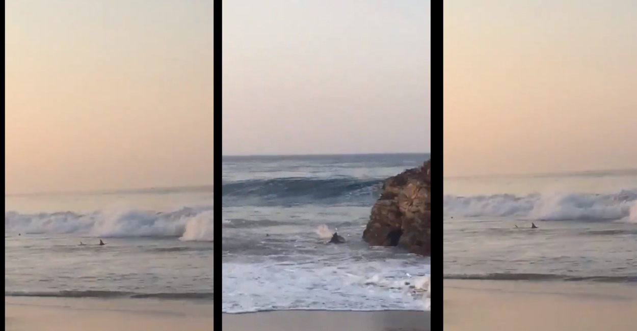 Playa de Oaxaca – se avistan tiburones en la orilla || VIDEO