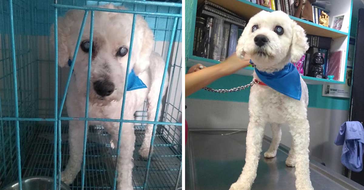 Toluca- Mujer abandona a perrito ciego en estética canina, apenas lo había adoptado