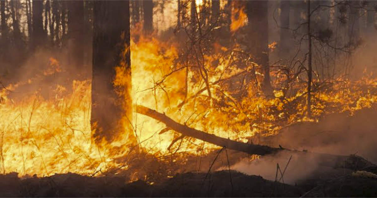 Incendios forestales en México: 4 mil entre enero y abril