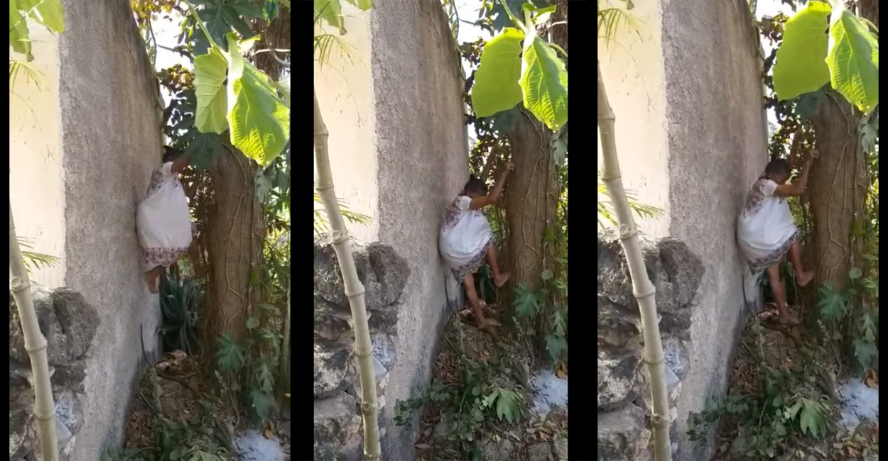 "Doña Mechita, mujer de 88 años y sigue trepando árboles || VIDEO