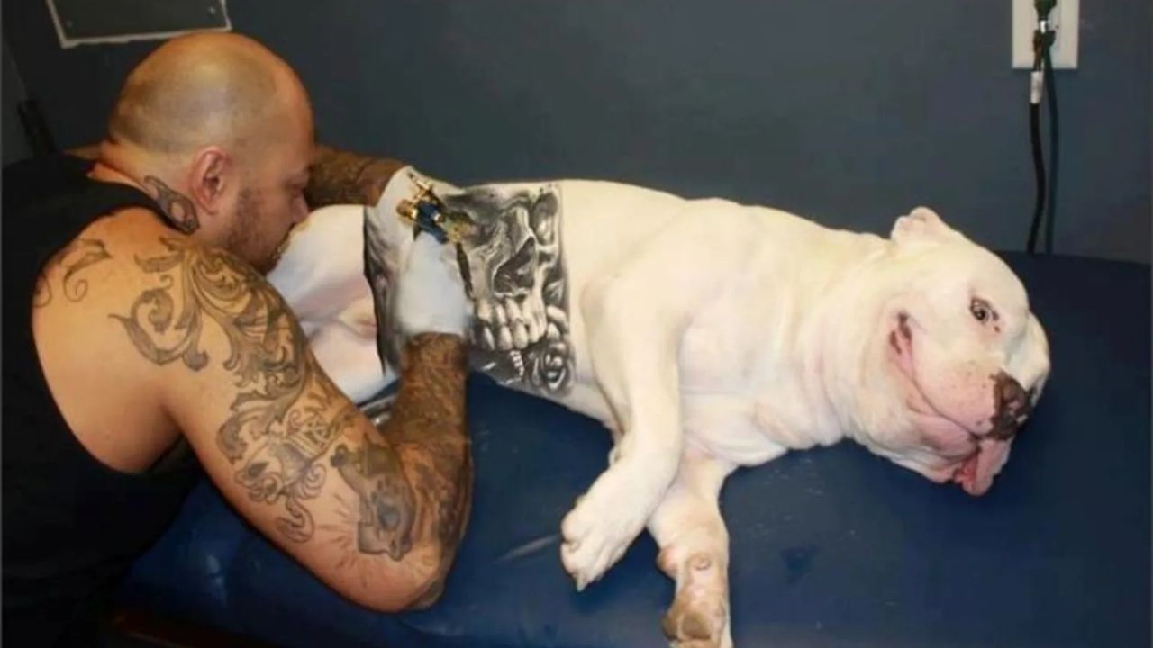 Quedarán prohibidos los tatuajes y piercings estéticos en animales