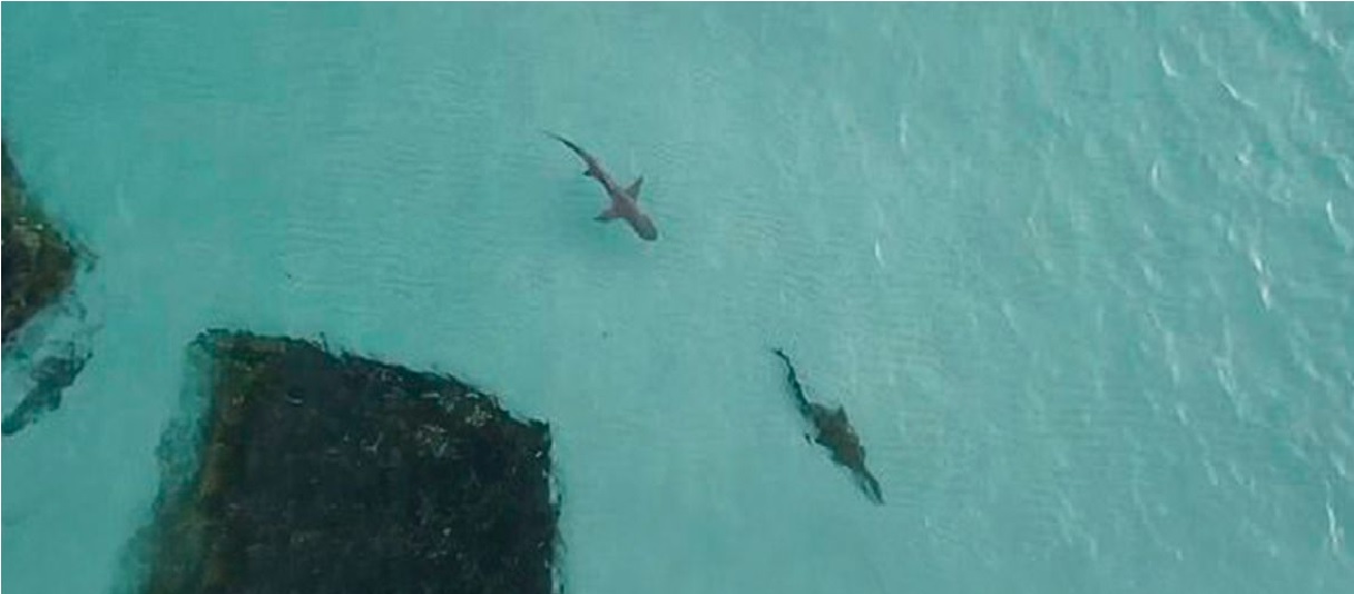 Persecución entre cocodrilo y tiburón es captada por video de dron en Australia