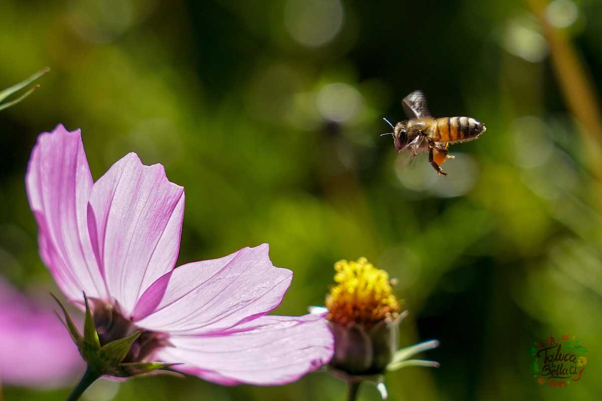 20 de mayo día mundial de las abejas: Animales imprescindibles para el planeta