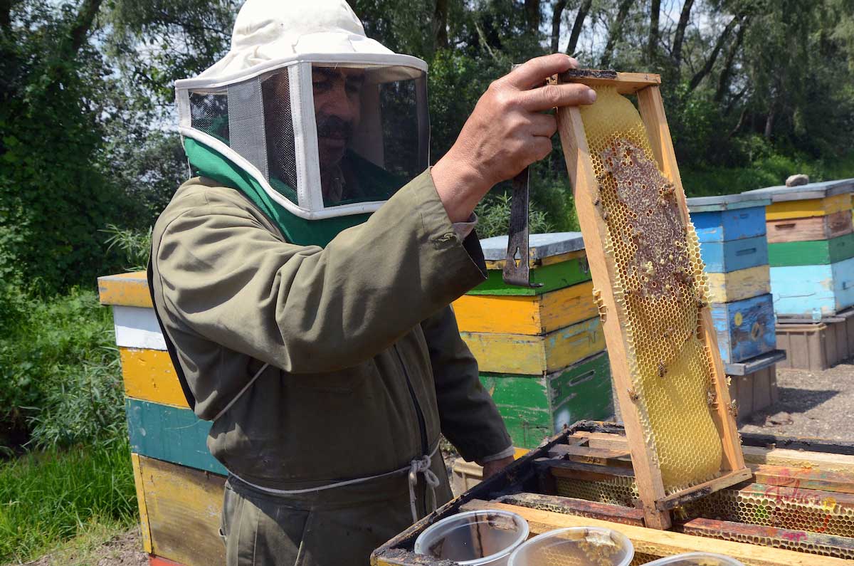 El trabajo de la apicultura es muy importante para muchas personas en el país