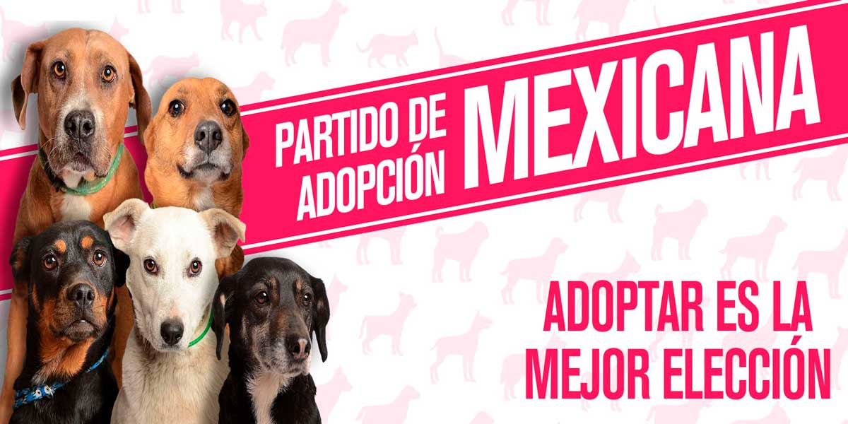 Partido Adopción Mexicana la iniciativa para incentivar a la adopción de perros