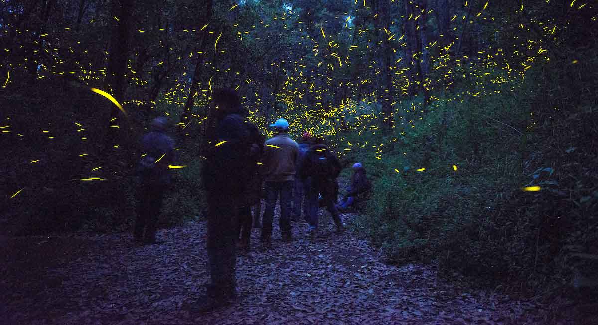 Santuario de las luciérnagas en Edomex vuelve a recibir turistas