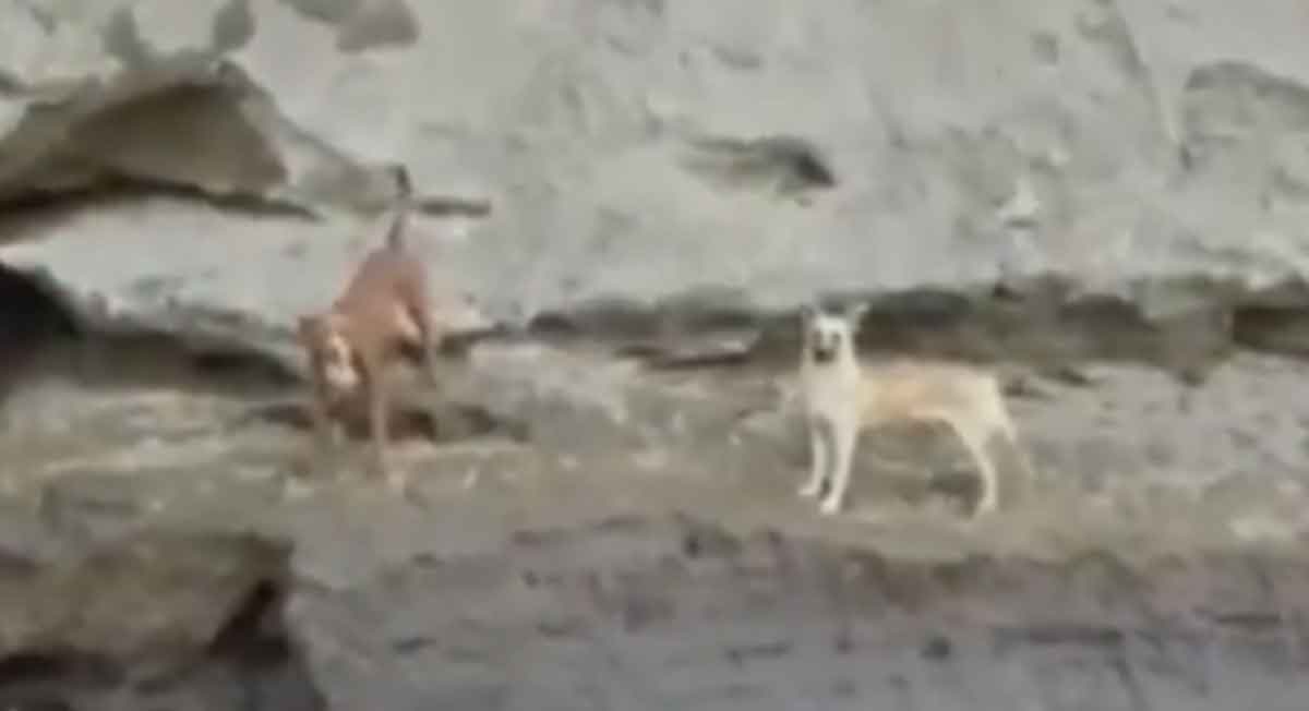 Socavón en Puebla: Video de las dos mascotas que permanecen atrapadas en socavón