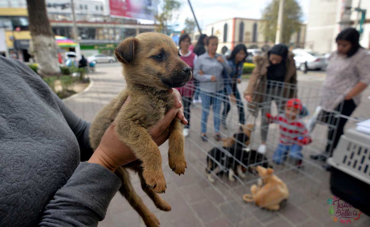 Asociación invita a adoptar perros de la Central de Abastos de Toluca