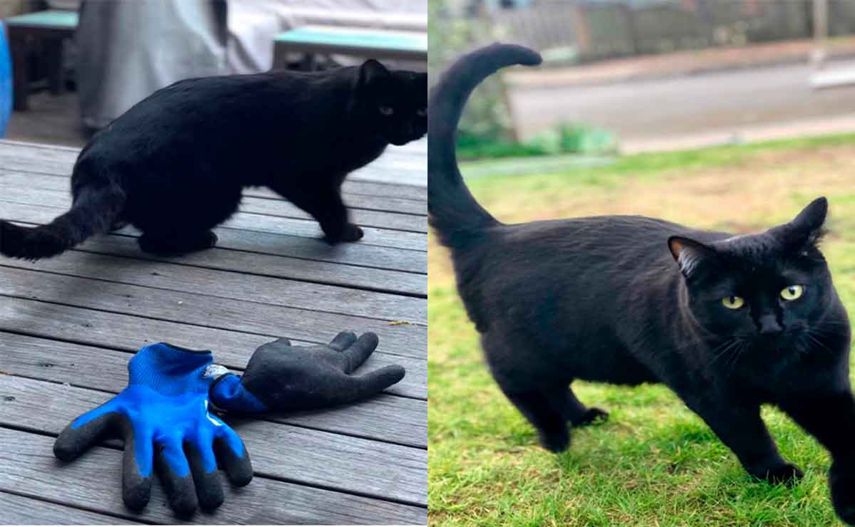 Dueña exhibe a gatito por robar cosas de los vecinos y se vuelve viral
