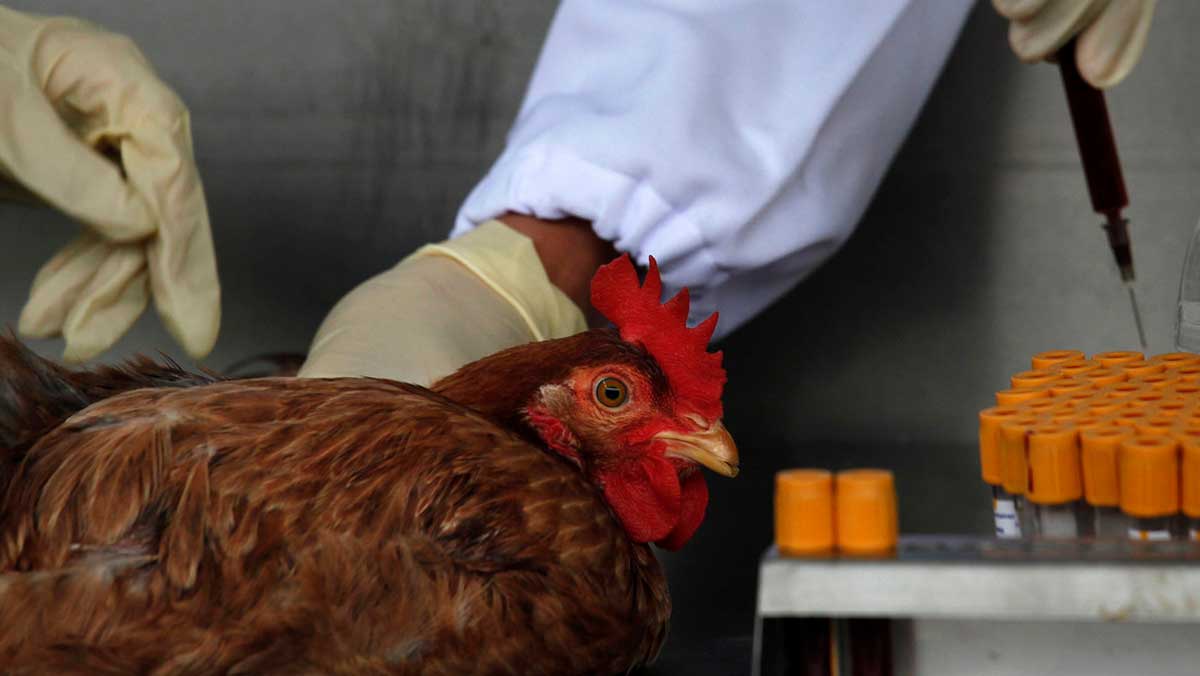 China detecta el primer contagio de gripe aviar H10N3 en humanos