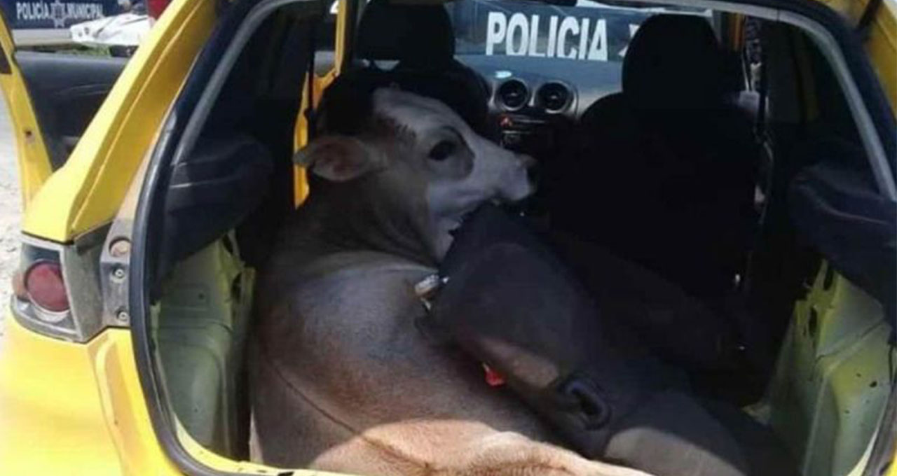 Vaca raptada en Tabasco fue encontrada en una cajuela de un vehículo