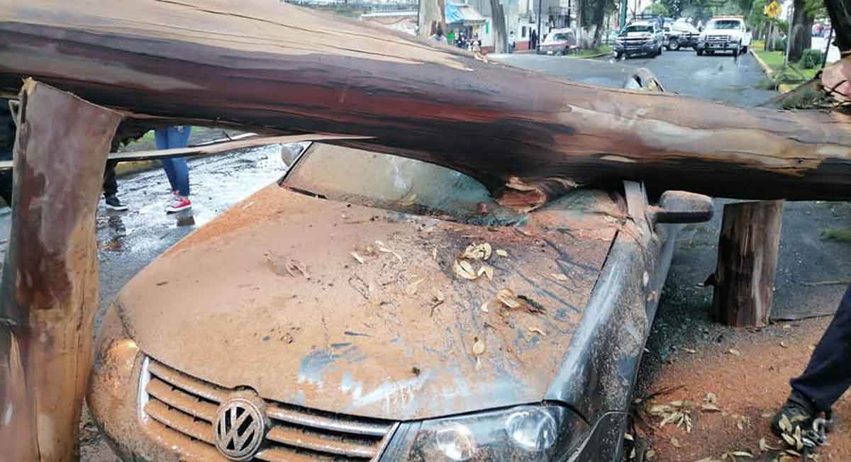 Zinacantepec noticias - Fotos de la caída de un árbol sobre dos vehículos