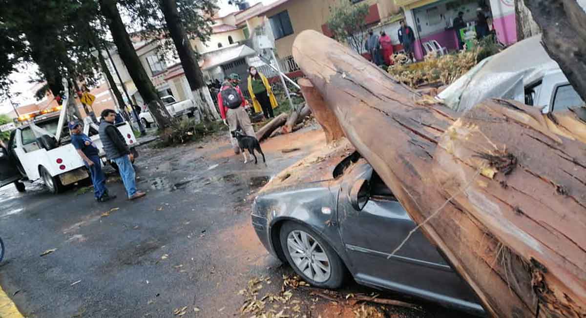 Zinacantepec noticias, cae árbol en dos autos