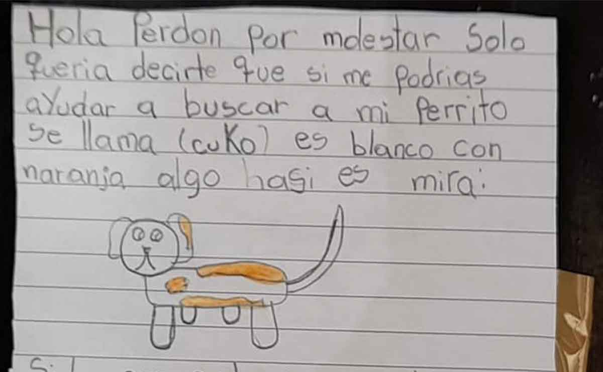 Niña busca a su perrito chihuahua perdido con un tierno dibujo y se vuelve viral