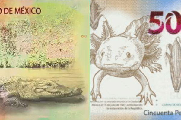 Nuevos billetes de 20 y 50 pesos, ¿cuándo serán puestos en circulación?