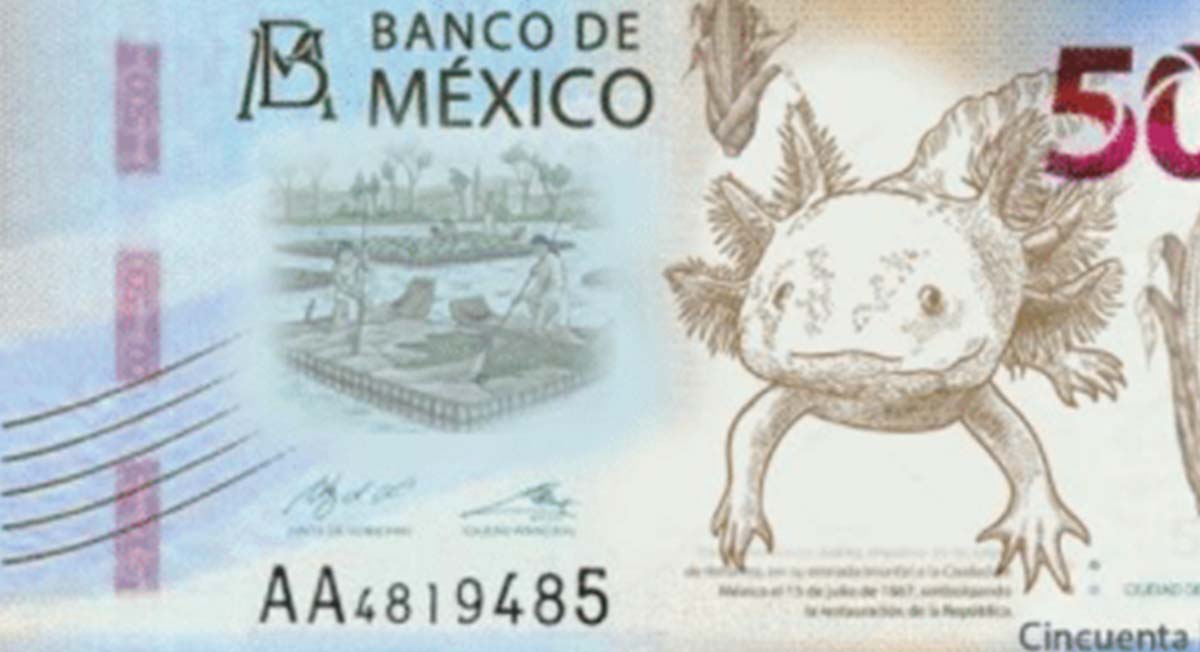 Nuevos billetes de 20 y 50 pesos, ¿cuándo serán puestos en circulación?