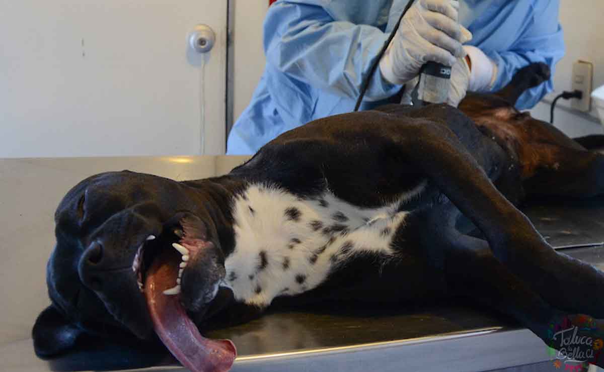 Edomex: Asociación pide no llevar mascotas a esterilizarlas en campañas del ISEM