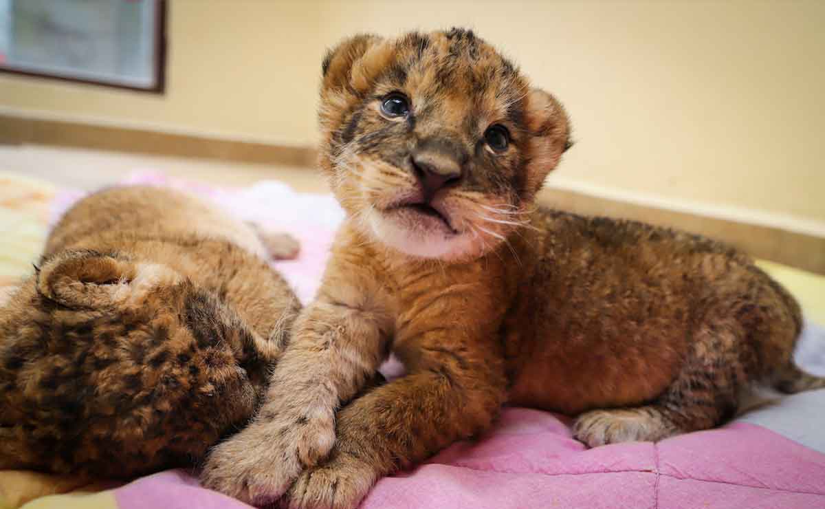 Zoológico de Zacango te invita a conocer los nuevos cachorros de león