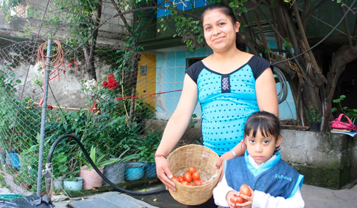 Huertos de Traspatio en Toluca: ¡El IMM te ayudará a tener uno en casa!