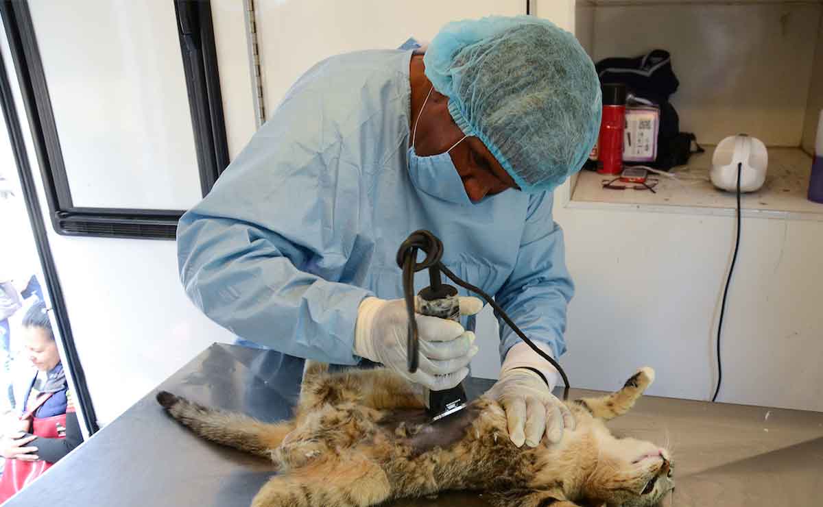 Edomex: Falso que mascotas mueran al ser esterilizadas en campañas del ISEM