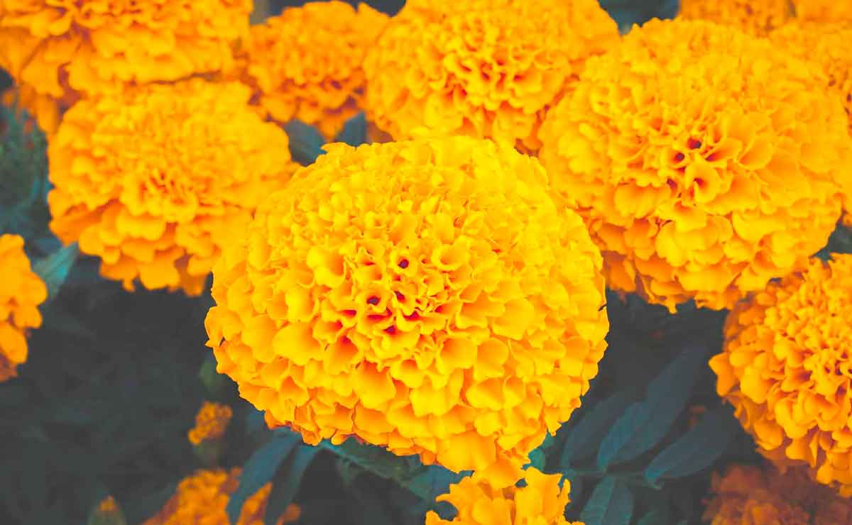 Flor de Cempasúchil significado para Día de Muertos