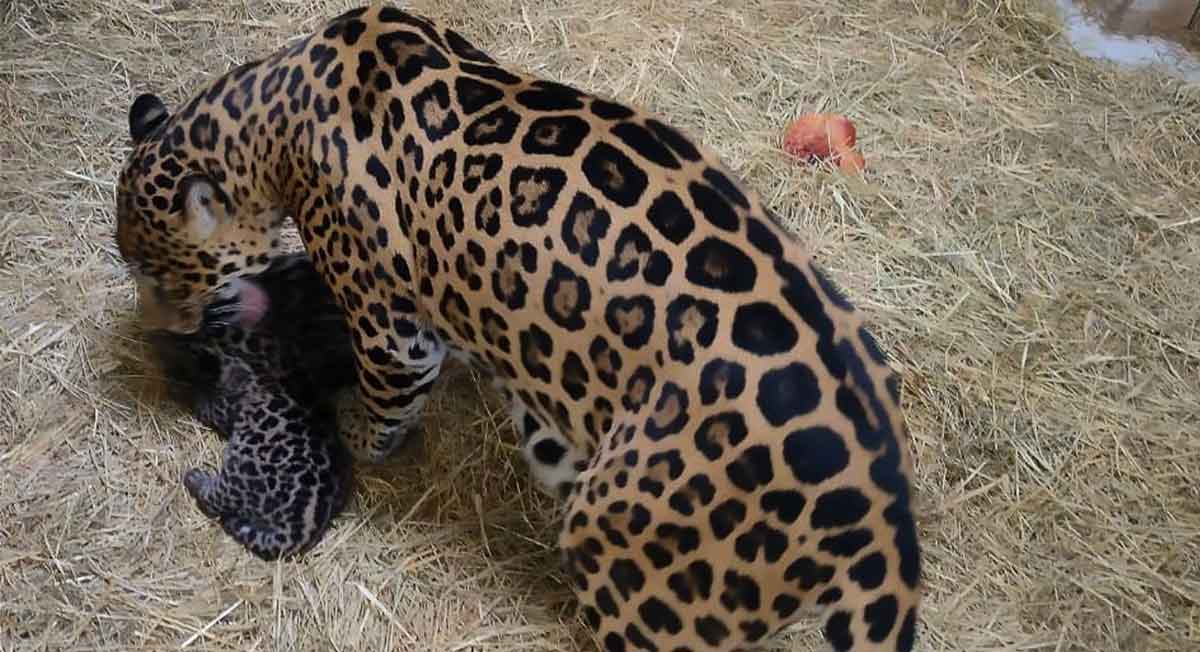 el parque ocotal tiene a un par de crias jaguar