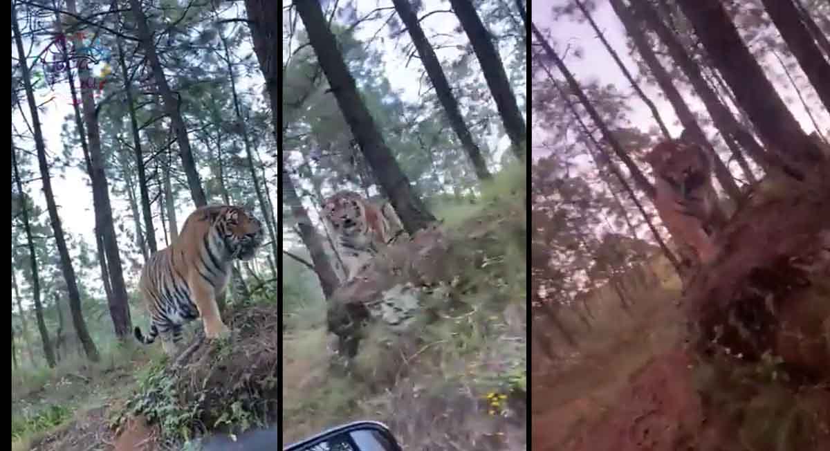 Tigre de bengala ronda por carretera de México (Video)