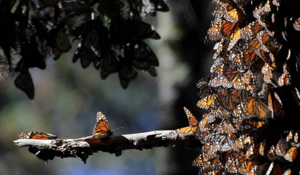 Visita los santuarios de la mariposa monarca en el EdoMéx 2021