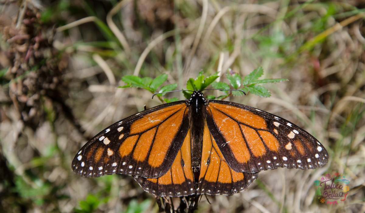 Visita los santuarios de la mariposa monarca en el EdoMéx 2021
