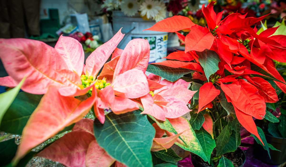 ¡Arranca la venta de Nochebuena en Toluca!, conoce el precio de esta flor de temporada