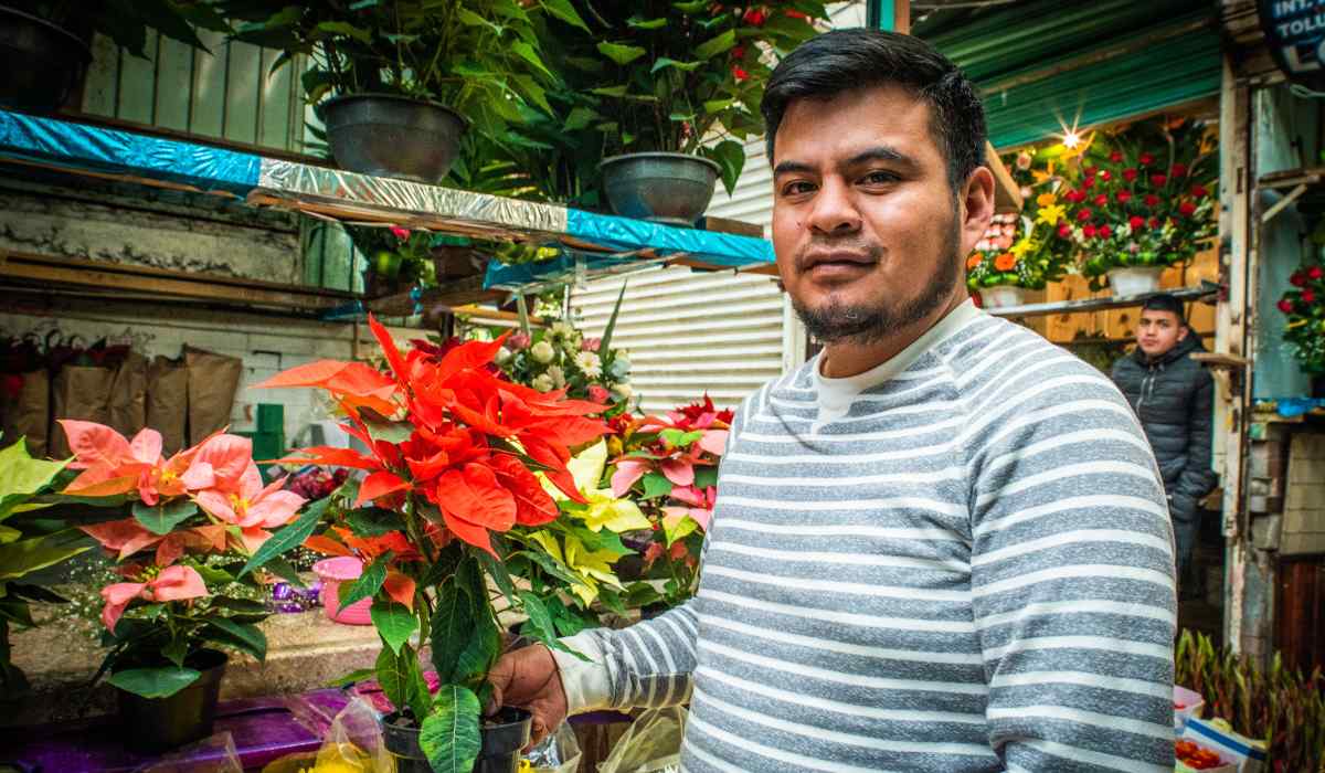 ¡Arranca la venta de Nochebuena en Toluca!, conoce el precio de esta flor de temporada
