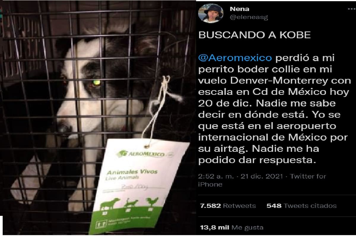 Aeromexico pierde a perrito durante vuelo a Monterrey