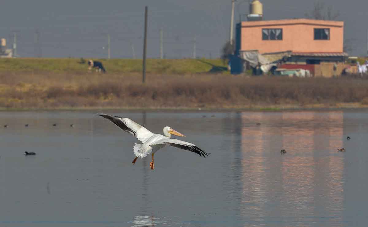 Llegan pelícanos a laguna de San Pablo Autopan en Toluca