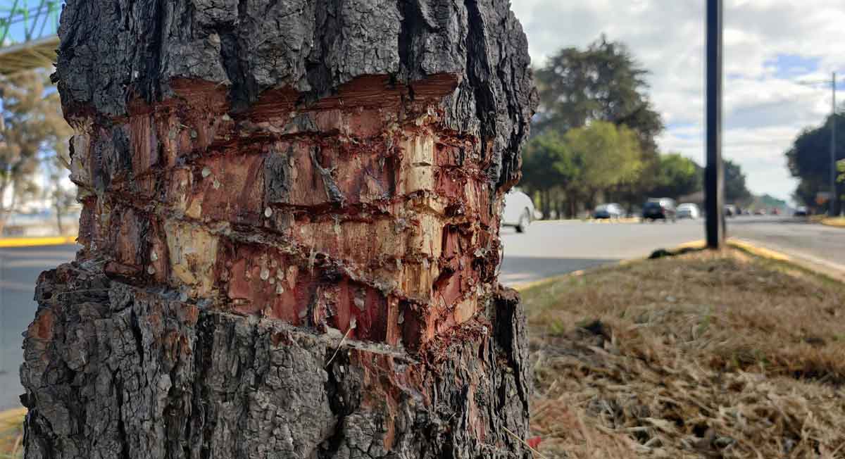 árboles de toluca sufren tala en tollocan para ser removidos