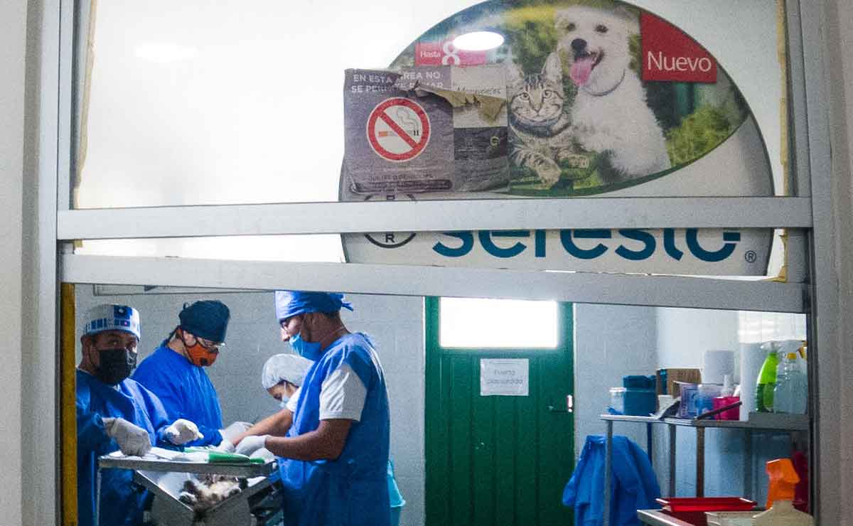 Esterilización gratuita en Toluca para tu perro o gato: Requisitos, horarios y sede