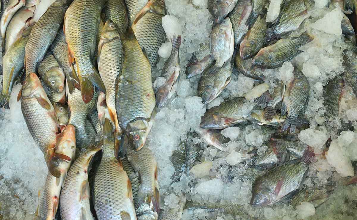 Pescado congelado en venta en el callejón de los mariscos