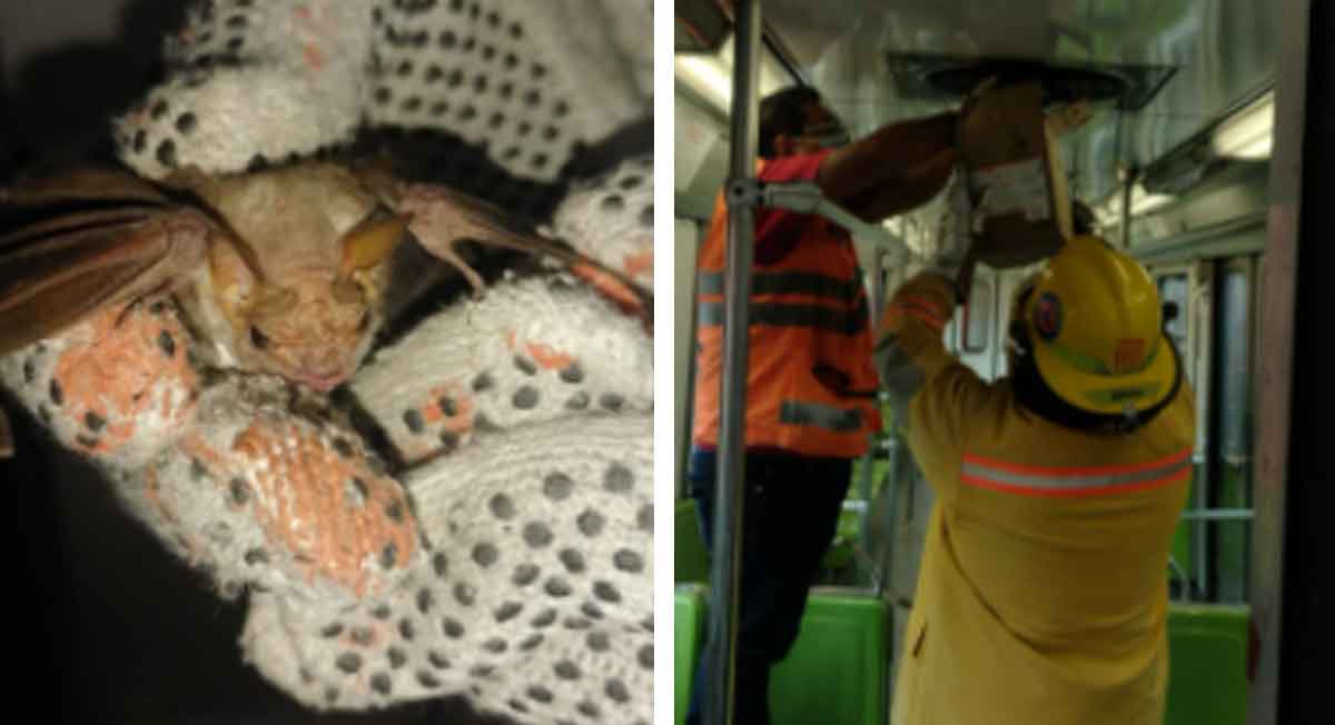 Rescatan a murciélago que habitaba en un vagón del metro de la CDMX