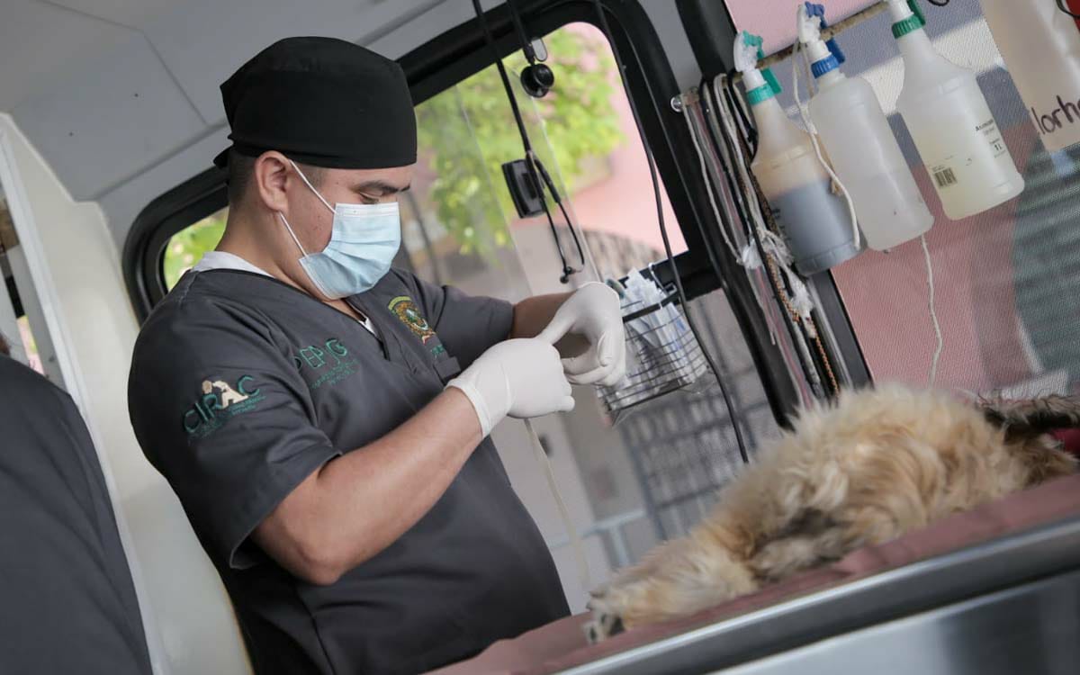 Campaña de esterilización gratuita para mascotas en Metepec 2022