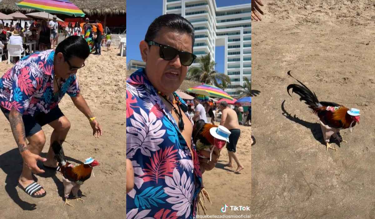 Hombre llevó a su galló a la playa y las redes lo hicieron viral  