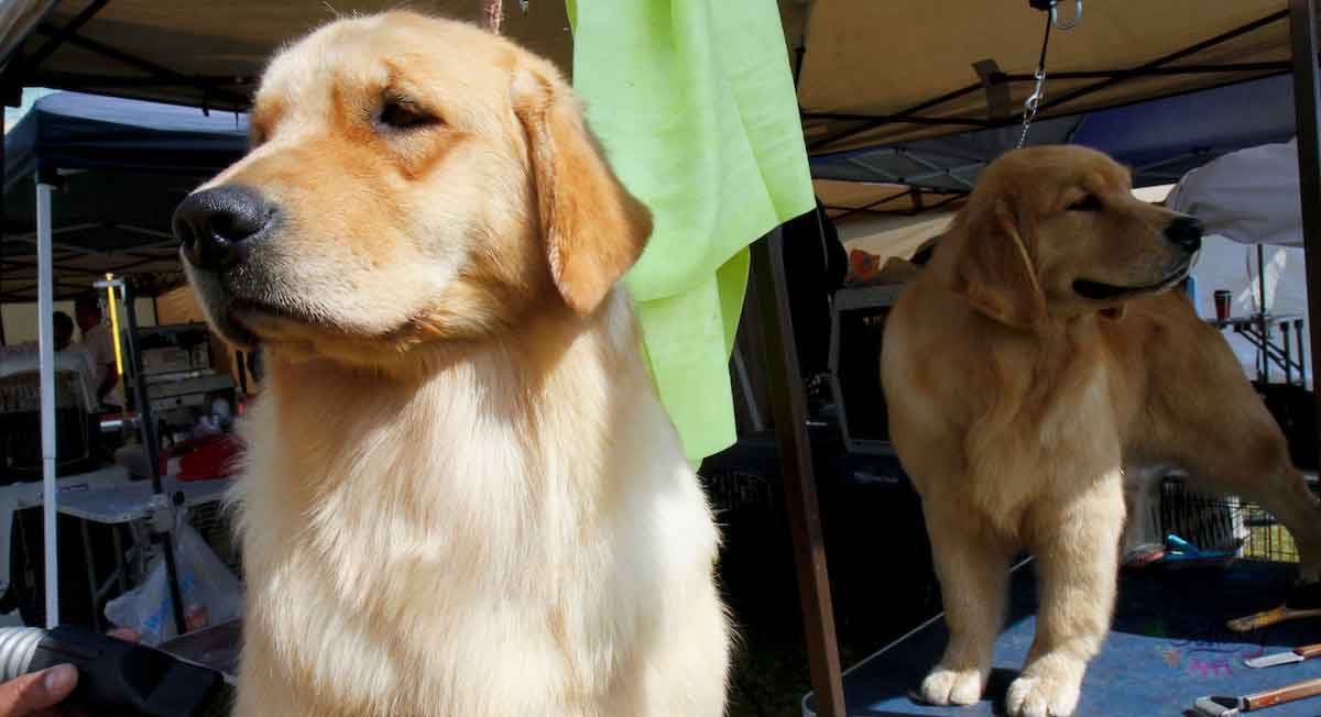 perros que participarán en exposición canina UAEMex de la FMVZ 2022