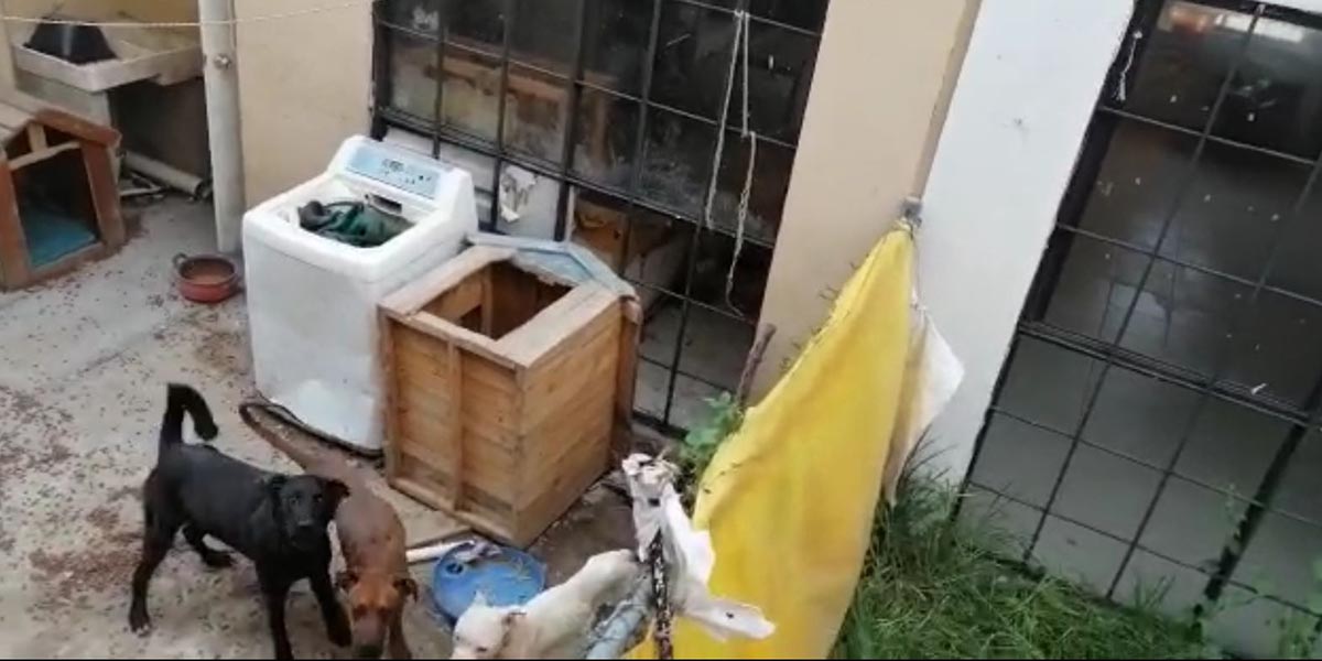 Vecinos de fraccionamiento en Toluca denuncian perros abandonados
