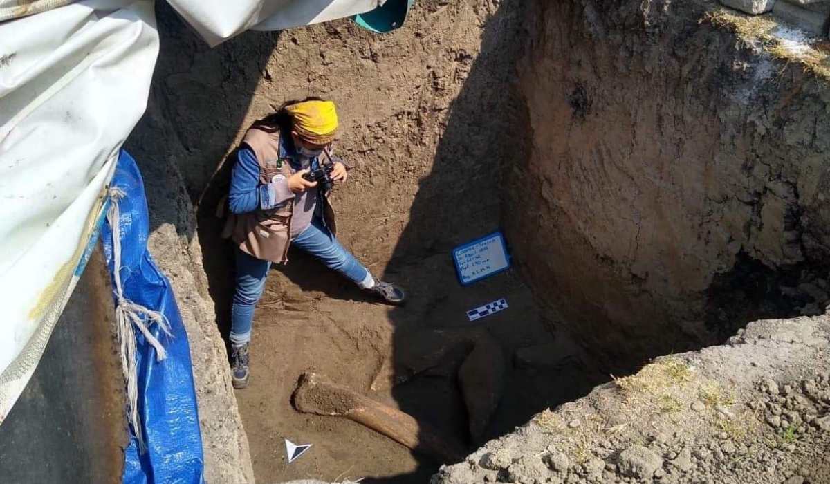 Restos de mamut son encontrados en Ixtlahuaca, EdoMéx