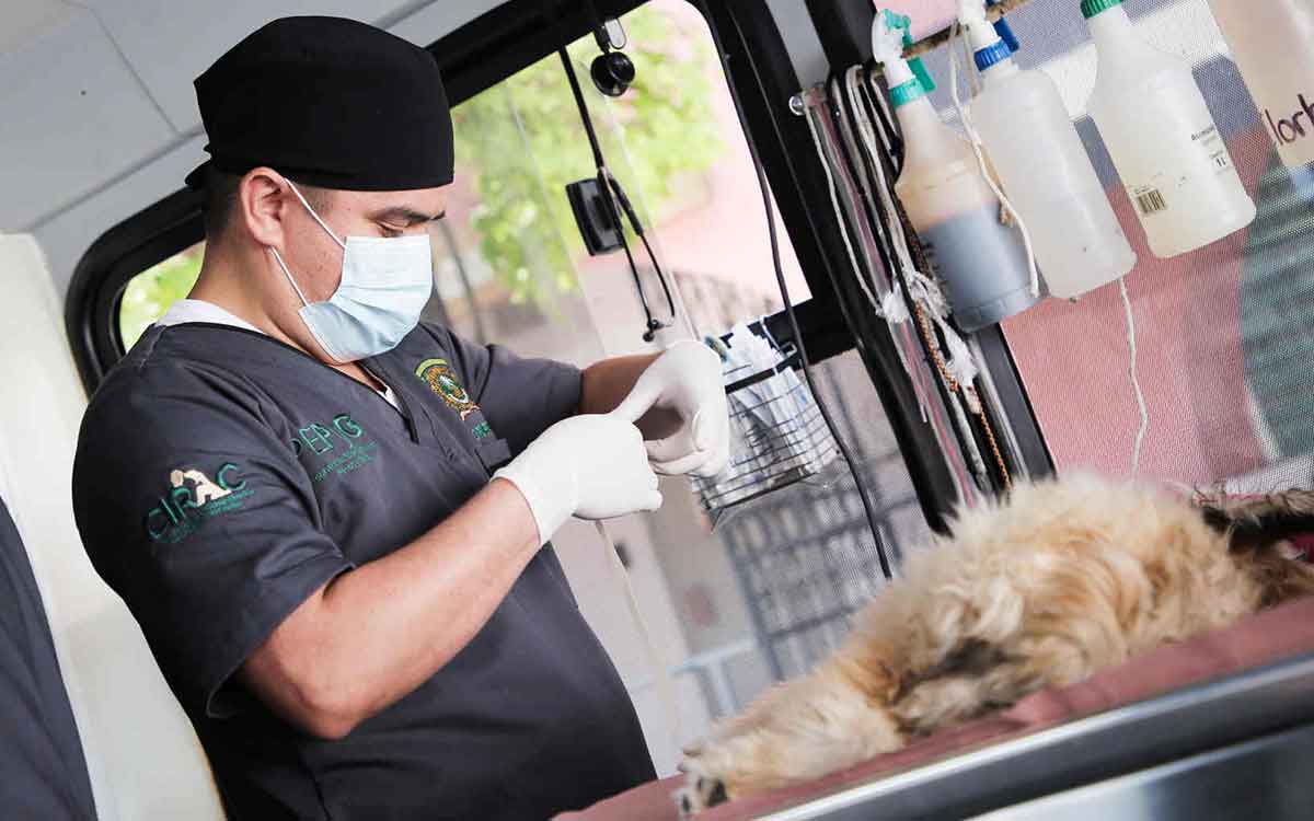 Toluca anuncia campaña de esterilización gratuita para mascotas