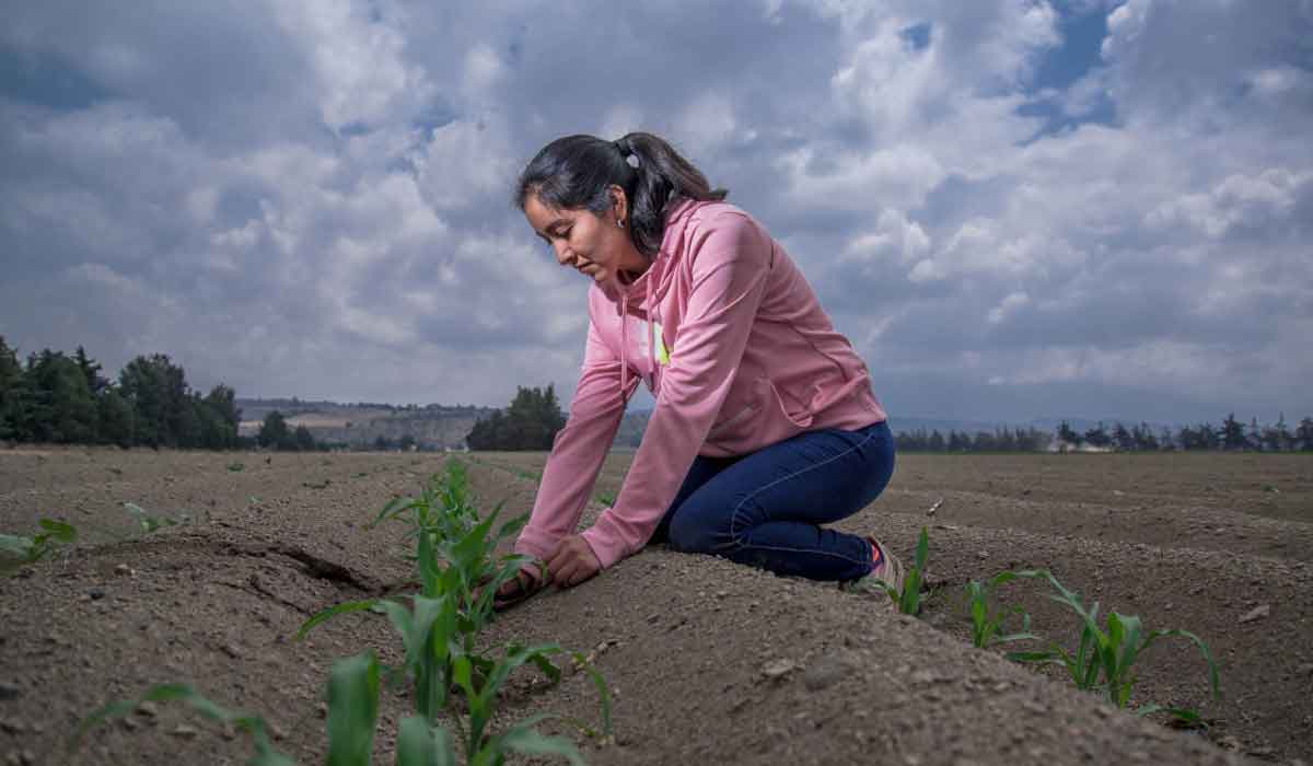 ¿Vives en el Edoméx y eres pequeño productor agrícola? Estos son los requisitos y pasos para solicitar la Tarjeta para el Campo Mexiquense.