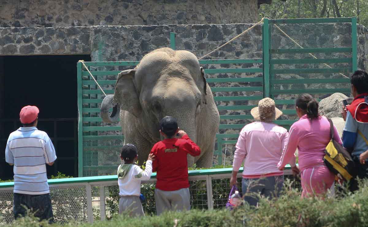 Gente apreciando un elefante en el zoológico de zacango